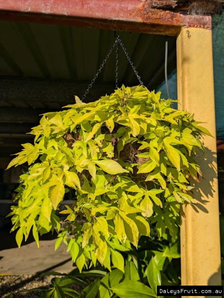 A hanging basket in our retail store full of Oranmental Green Sweet Potato