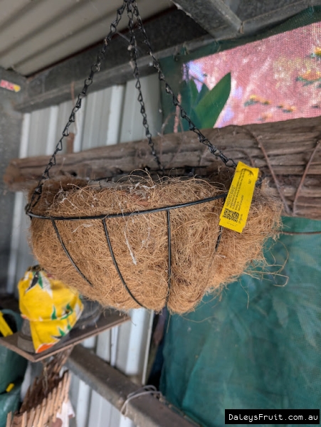 A hanging basket in our retail store for sale