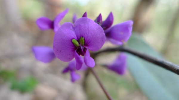 John Tann Following Hardenbergia violacea flower  Hardenbergia violacea. Paruna Reserve, Como NSW Australia, July 2011.