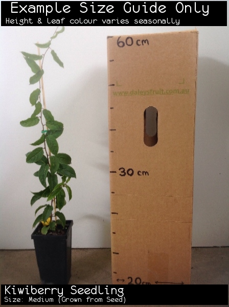 Kiwiberry Seedling For Sale (Size: Medium) (Grown from Seed)