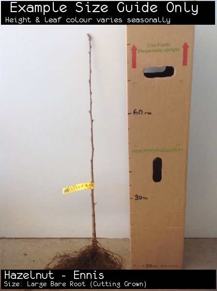 Hazelnut - Ennis For Sale (Size: Large Bare Root) (Cutting Grown)