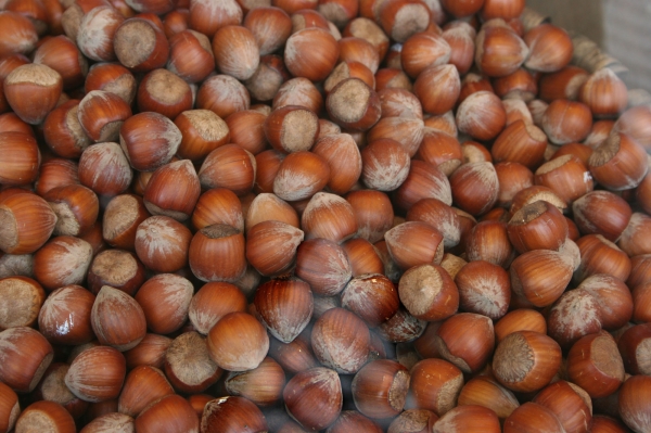 Hazelnut General Variety