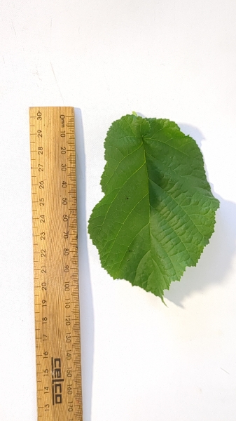 Leaf of the Hazelnut - Turkish Cosford