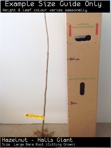 Hazelnut - Halls Giant For Sale (Size: Large Bare Root) (Cutting Grown)