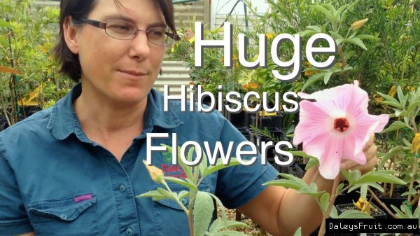 Huge Pink Hibiscus Flowers