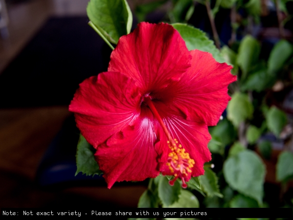 Hibiscus rosa-sinensis