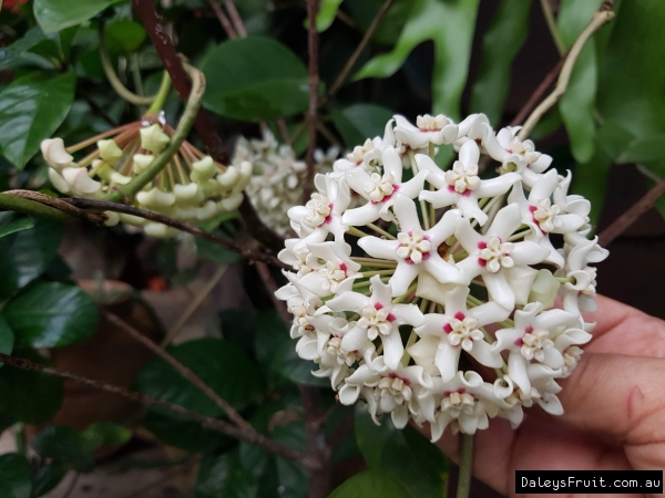 Native Hoya in flower. The fragrance is amazing too, unlike other hoyas