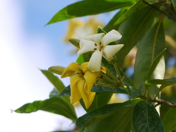 Native Frangipani Hymenosporum flavum Flowering Tree