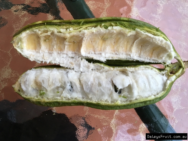 Ice Cream Bean from Tropical Fruit world picture taken