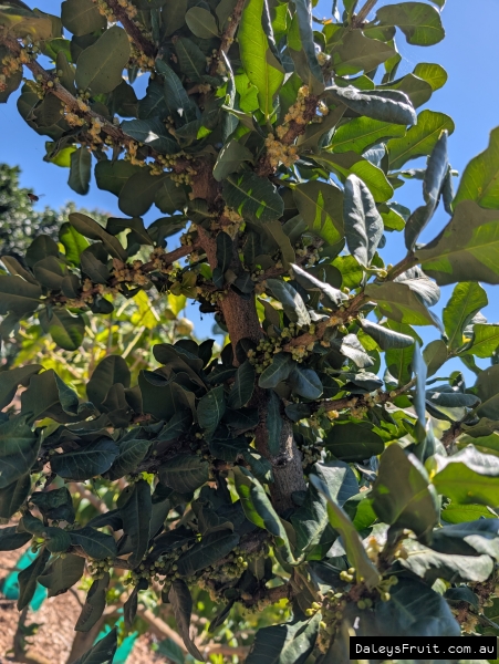 Prolific Imbe Flowers densely covering branches