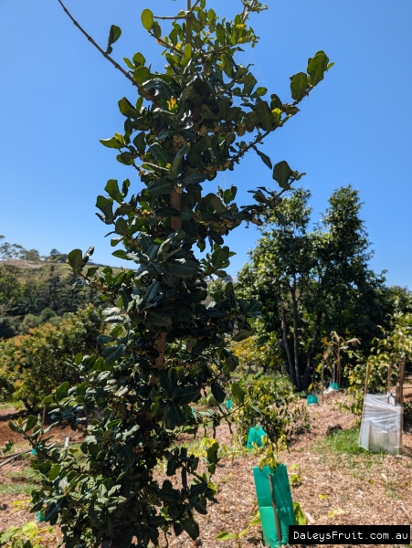 Fruiting Imbe showing narrow growth habit