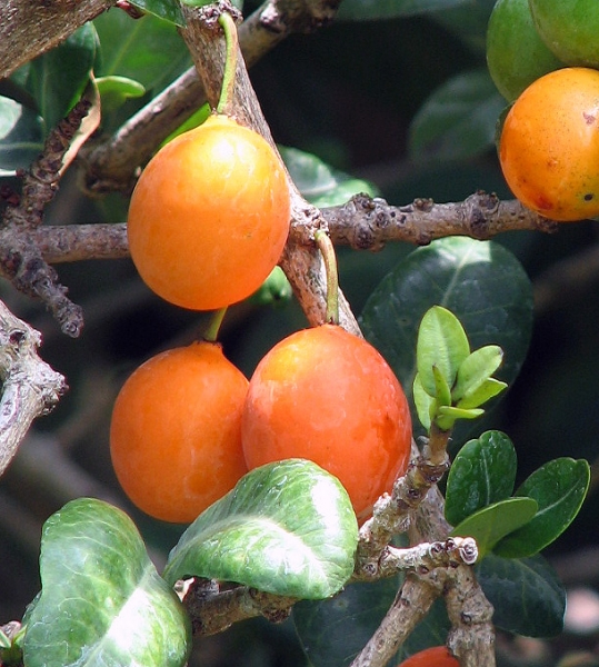 Ripe fruits and foliage of Garcinia livingstonei (also called imbe)