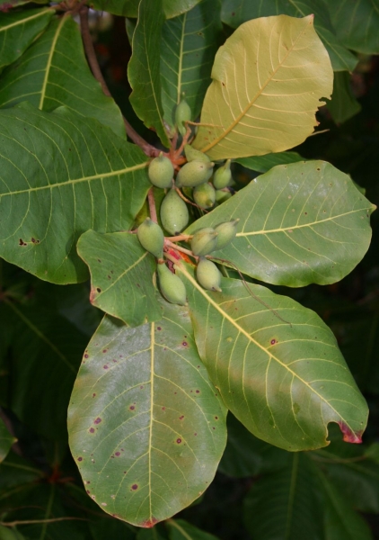 almond indian plant tree fruit terminalia catappa trees plants tropical leaves species australian garden native bush india nuts common sea