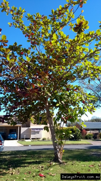 west indian almond tree