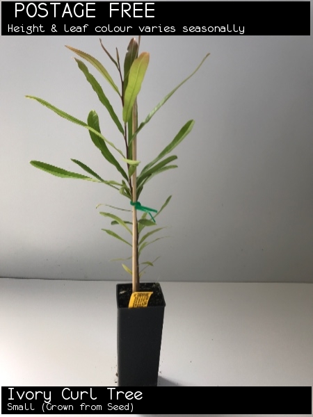 Ivory Curl Tree For Sale (Small)