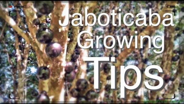 Seedling Jaboticaba Tree