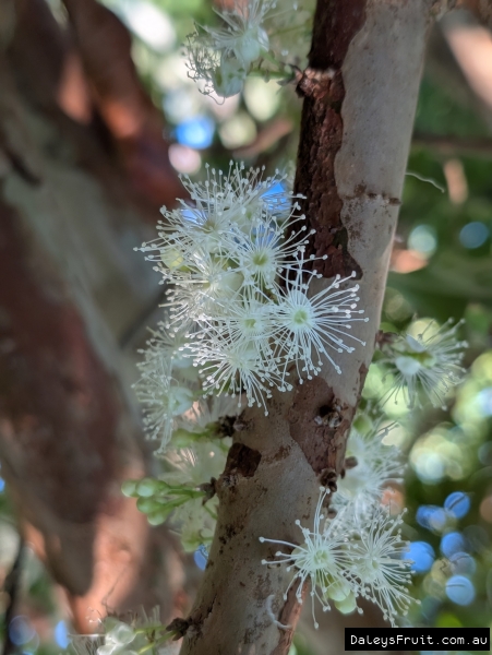 Flowers of the Jaboticaba Fruit Tree