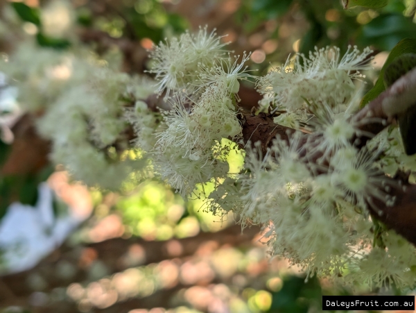 Flowers of the Jaboticaba Fruit Trees