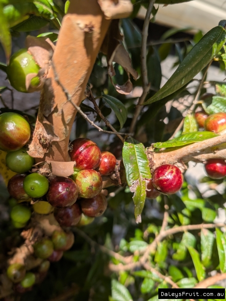 Stripey Jaboticaba near Poly A