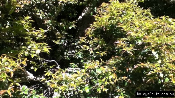Jaboticaba in flower