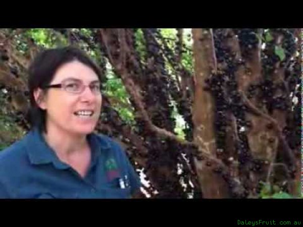Jaboticaba in Full Fruit