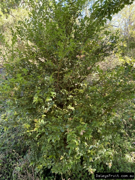 Shows the natural growth habit of the jaboticaba fruit tree as it puts on a new flush of healthy leaves