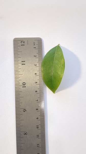 Leaf of the Jaboticaba - Cafe Rajada