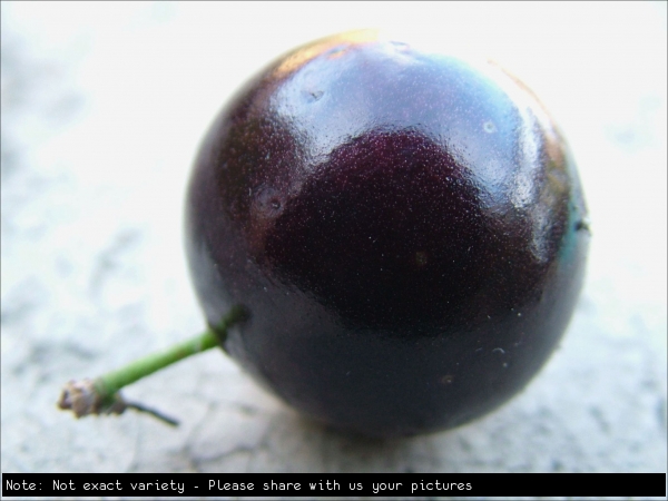 Giant Jaboticaba