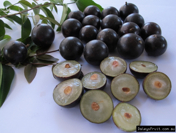 Jaboticaba - Large Leaf