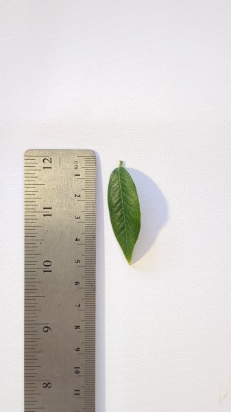 Leaf of the Jaboticaba - Stripey