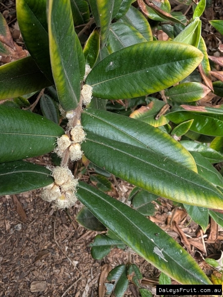 Fine anthers of yellow jaboticaba flowers on branches