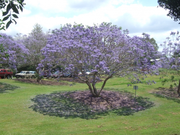 Jacaranda Purple 3958