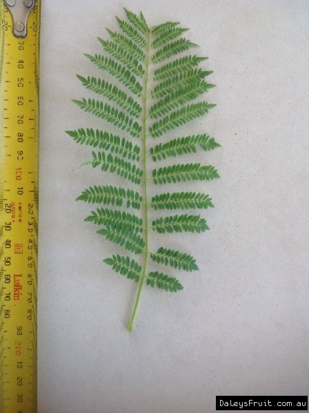 Leaf of the Jacaranda White Grafted