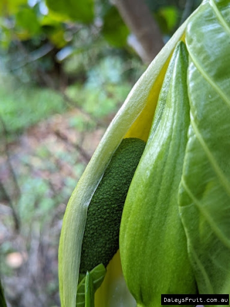 Unfurling female Jakfruit flower inflorescence