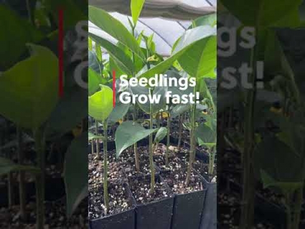 YouTube Shorts: Jackfruit Life Cycle