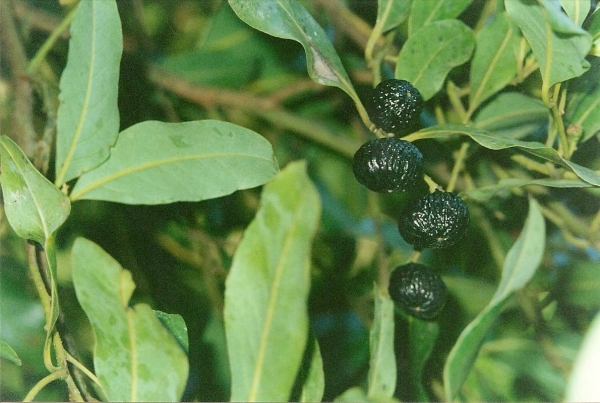 Cryptocarya glaucescens fruit & foliage; Red Cedar Flat, Royal National Park, Australia