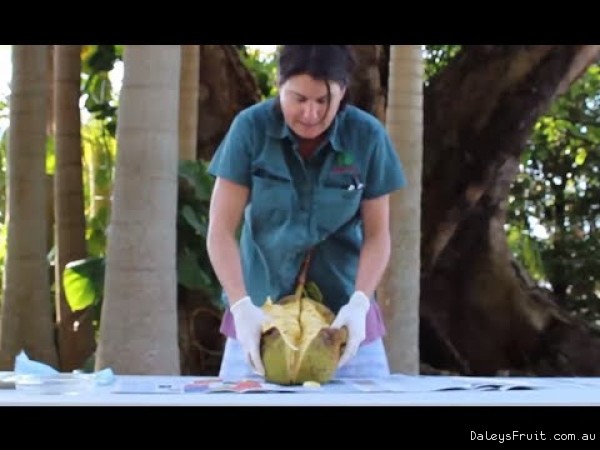 Jakfruit opening a fruit