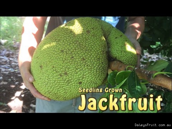 Seedling Jackfruit Video