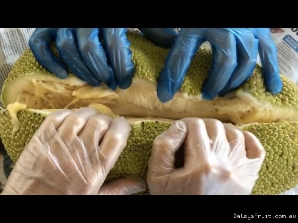 Jackfruit Knowing when ripe and How to prepare raw Jackfruit for freezing or Drying