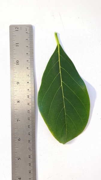 Leaf of the Jakfruit - Black Gold