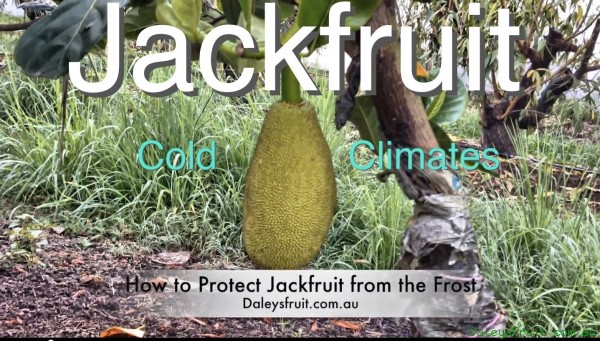 Tips to growing Jackfruit in cold climates