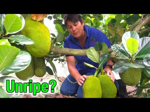 Should I pick Unripe Jackfruit and Can Jackfruit be kept small for city living