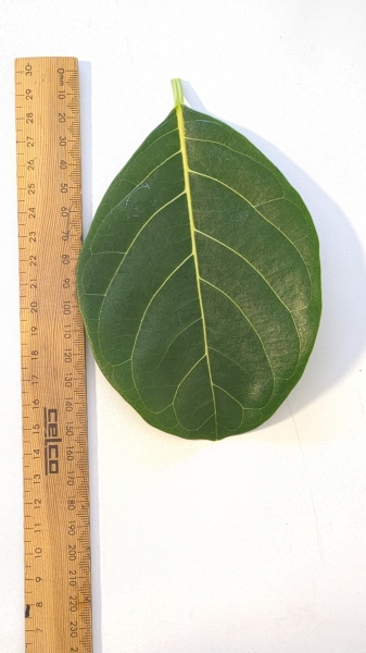 Leaf of the Jakfruit - Duranbah Gold