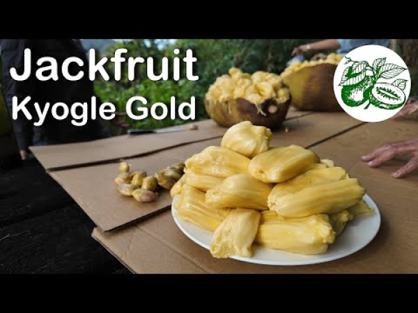 Video: Kyogle Gold Jackfruit how to Grow, Pick and Share this giant with your friends