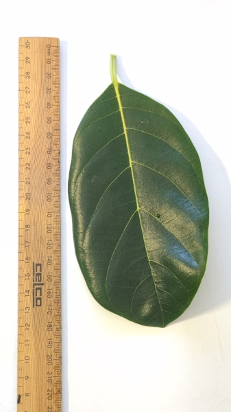 Leaf of the Jakfruit - Kyogle Gold