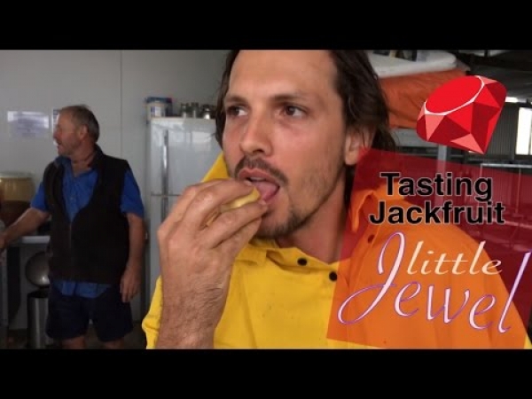 Raw Jackfruit Taste Testing by staff at Daleys Fruit Tree Nursery