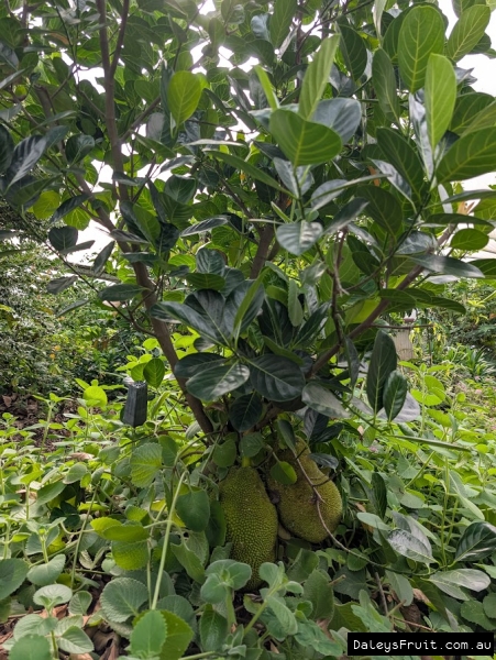 Fruiting Rajhan small sized tree in biodome