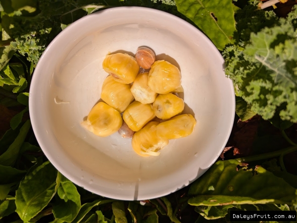 Bowl of Rajhan arils and seed amidst green leaves