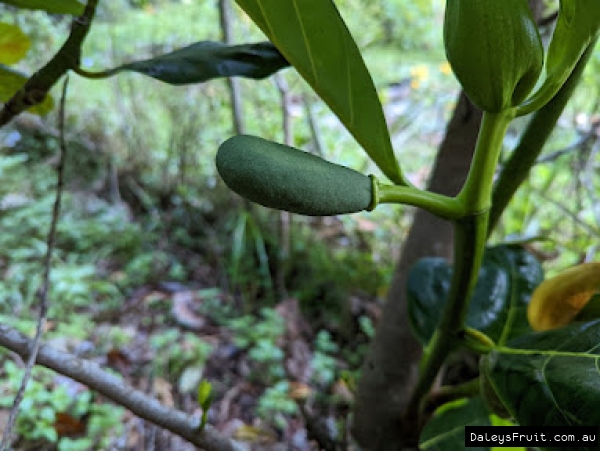 Male Jakfruit flower, typically with a thin stem and smooth surface