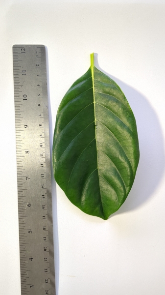 Leaf of the Jakfruit - Underwood